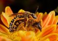 Halictus scabiosae